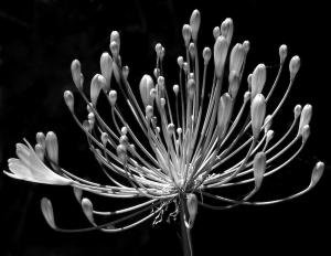 Agapanthus Flower Art
